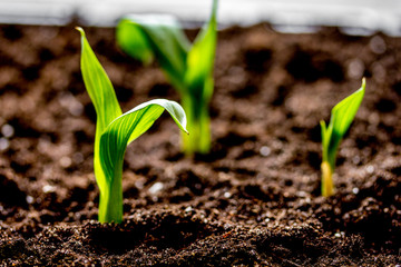 Concept appearance of life - sprout from soil close up