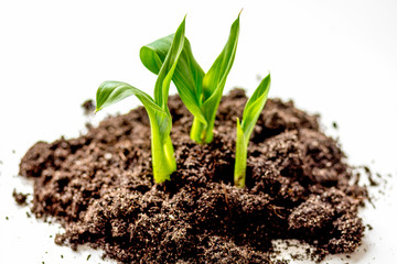 Concept birth of idea- sprout from soil on white background