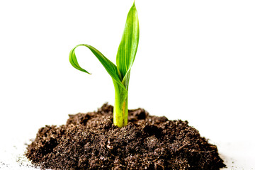 Concept birth of idea- sprout from soil on white background