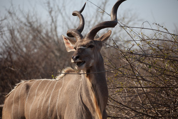 A kudu in Kruger National Park in South Africa