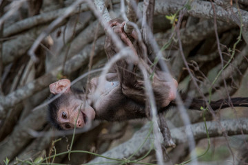 A young baboon in Kruger National Park in South Africa