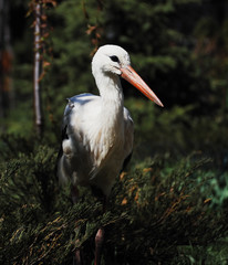 Fototapeta premium Stork white staying at the grass