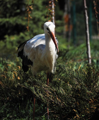 Stork white staying at the green  grass