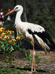 Stork white staying at the green  grass near flowers
