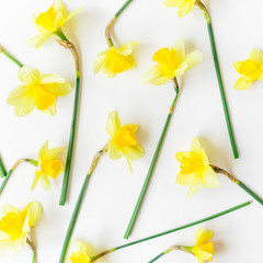 Floral pattern of yellow narcissus on white background. Flat lay, top view.
