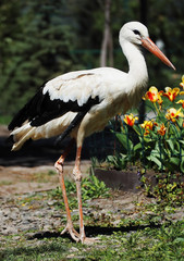 Stork white staying at the green  grass near tulips