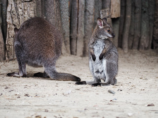 Kangaroo big with small baby