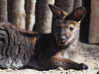 Kangoroo head portrait close-up