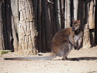 Kangoroo full size looking back close-up