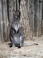 Kangoroo full size standing close-up