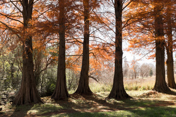 Fototapeta premium Autumn in a park