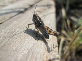 Grasshopper