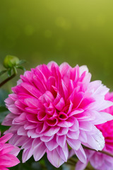 Macro shot of a pink dahlia.