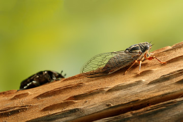 Cicada Euryphara, known as european Cicada, crawling on the trunk of a tree. Rose chafer (cetonia aurata) on background. 