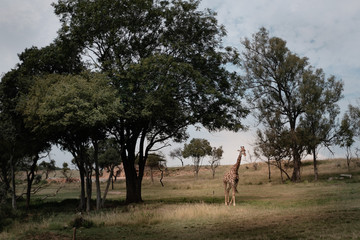 Naklejka na ściany i meble A giraffe is seen while on safari