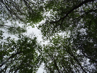 Trees to the sky