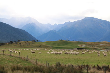 Fototapeta na wymiar Moutons Fjords Nouvelle Zelande