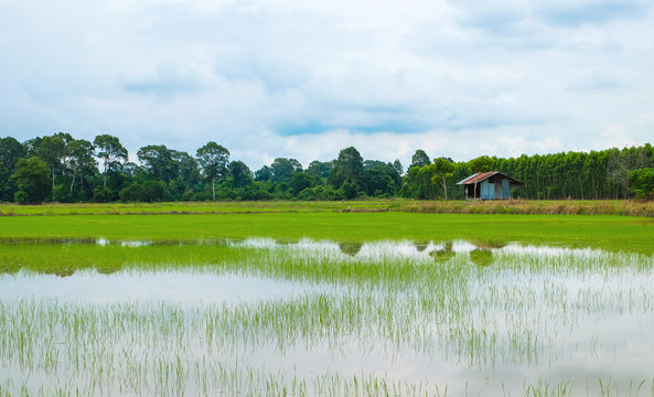 Small house around by rice field © Teerawat
