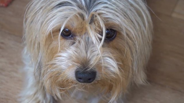 portrait of a Yorkshire Terrier in the room of the apartment.