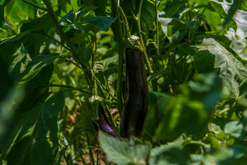 Ripe organic eggplant in garden ready to harvest