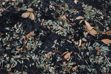 the leaves of the ash after the fire