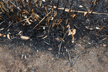 the leaves of the ash after the fire