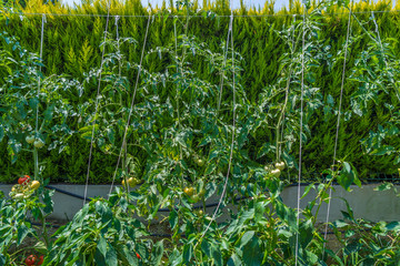 Vegetables in organic garden 