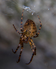 spider