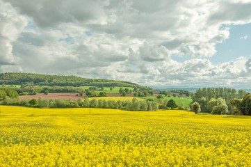 Canola crops in the English summertime.