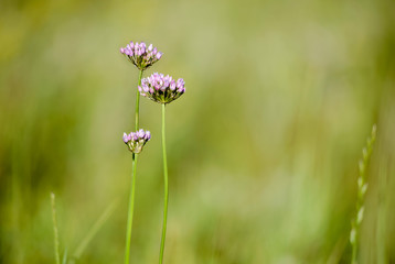 Alium Flower in the meAlium flower in the meadow close to the Dnieper river in Kiev, Ukraineadow