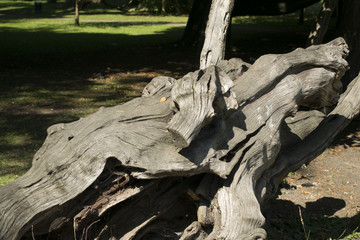 Old tree