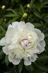 Flowering peonies