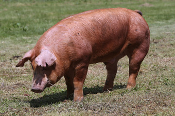 Side view photo of young pig near the farm