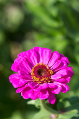 Pink field flower with blurred green background