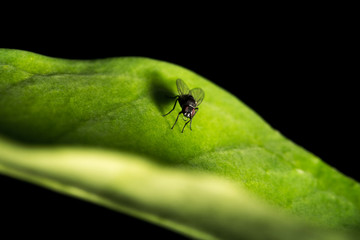 Black fly with dark eyes on a leaf