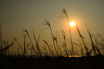 Grass Silhouette at sunset