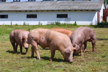 Fototapeta na wymiar Group of pigs on animal farm rural scene