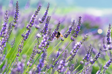 Close-Up of Lavender and Bumblebee (2017)