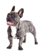 French Bulldog dog full-length isolated