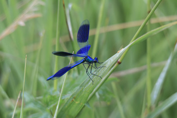 Calopteryx splendens