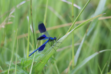 Calopteryx splendens