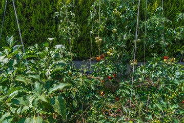 Vegetable organic garden ready to harvest