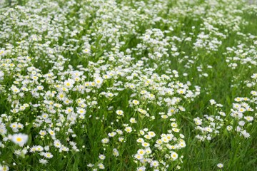 Meadow flowers. Slovakia