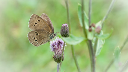 Motyl