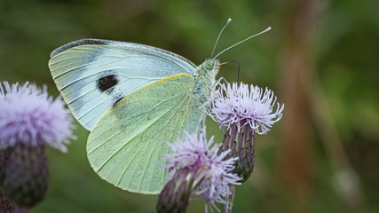 motyl