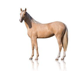 Exterior of  palomino horse with two white legs and white line of the face isolated on white background - obrazy, fototapety, plakaty