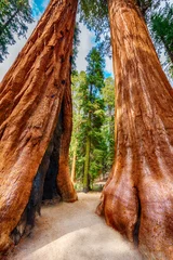 Foto auf Glas Giant Sequoia trees © Fyle