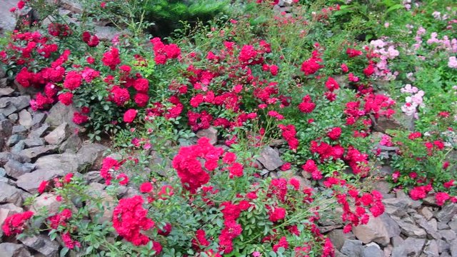 Pan view of roses in the rock garden. Rockery with roses