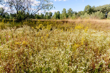 Erigeron Annuus Flowers, also known as fleabane, daisy fleabane, or eastern daisy fleabane, growing in the meadow under the warm summer sun in Kiev, Ukraine