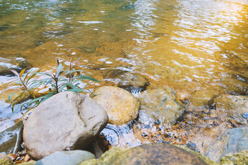 Young plant growth near stone in the river